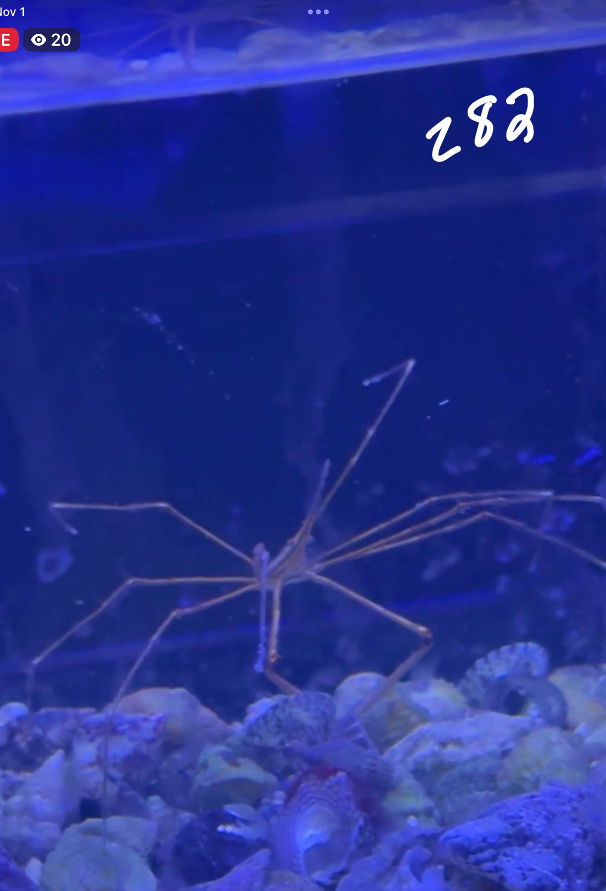 Facebook Live Auction 11/1