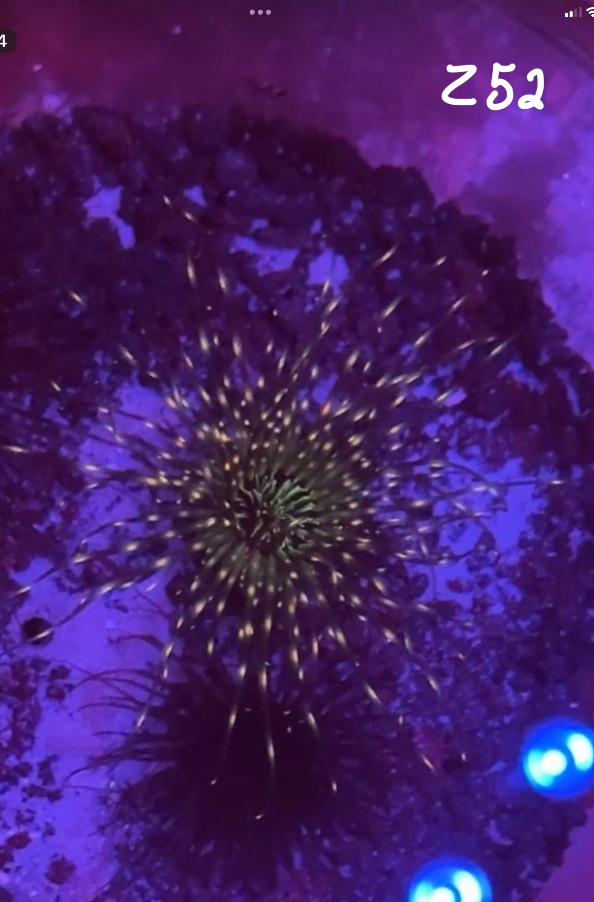 Facebook Live Auction 11/1