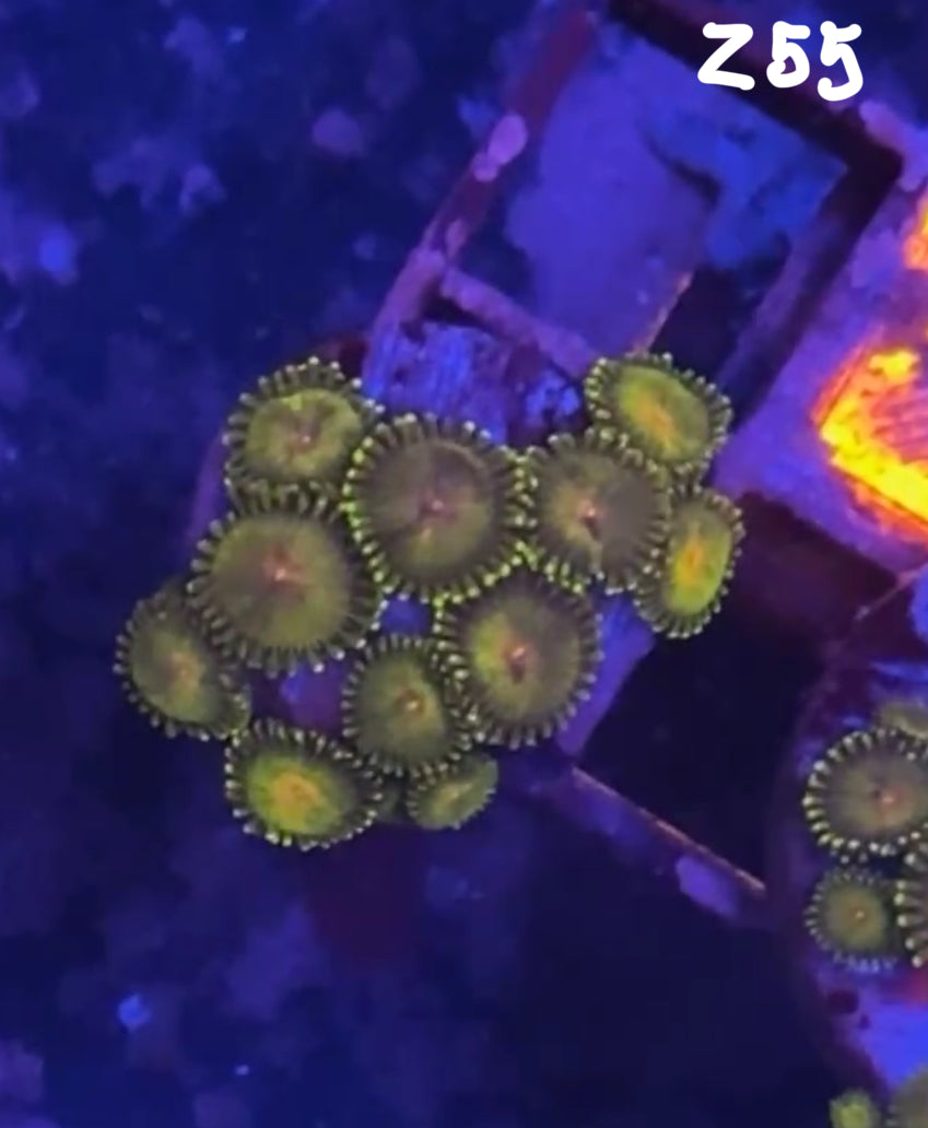 Facebook Live Auction 11/1