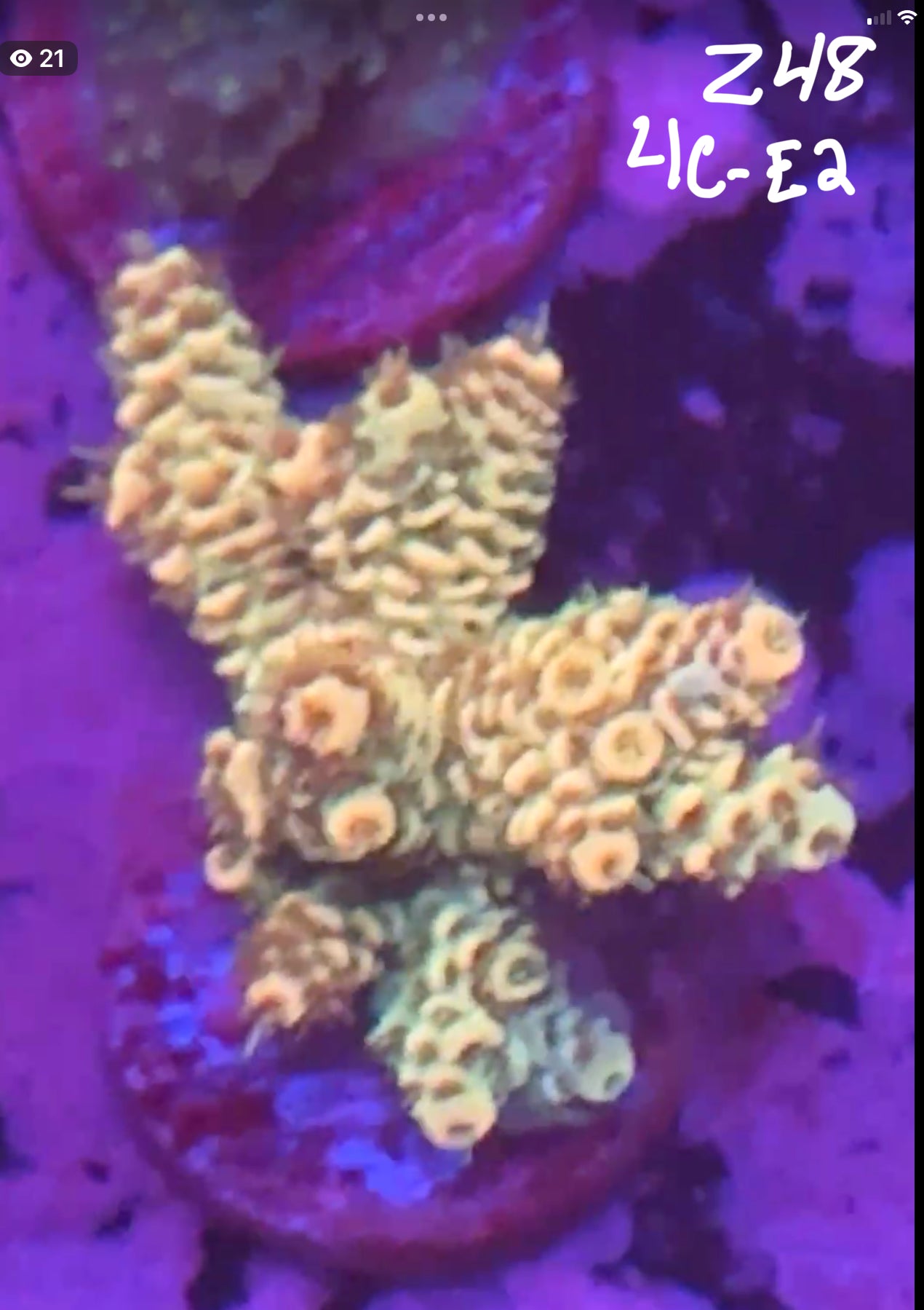 Facebook Live Auction 11/1