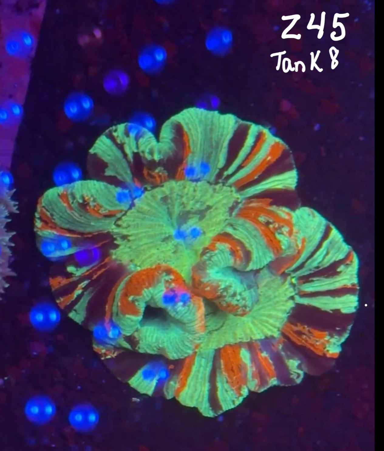 Facebook Live Auction 11/1