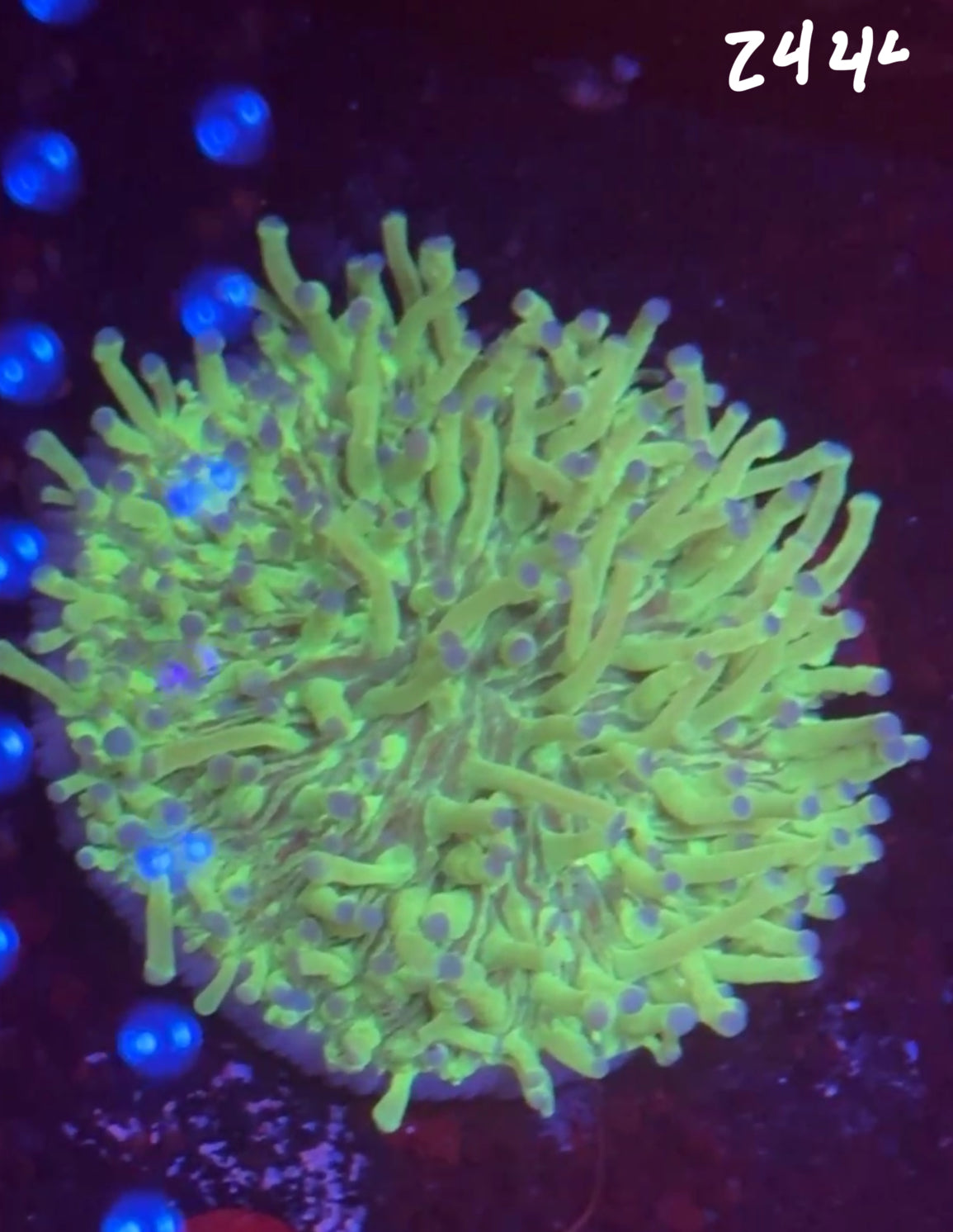 Facebook Live Auction 11/1