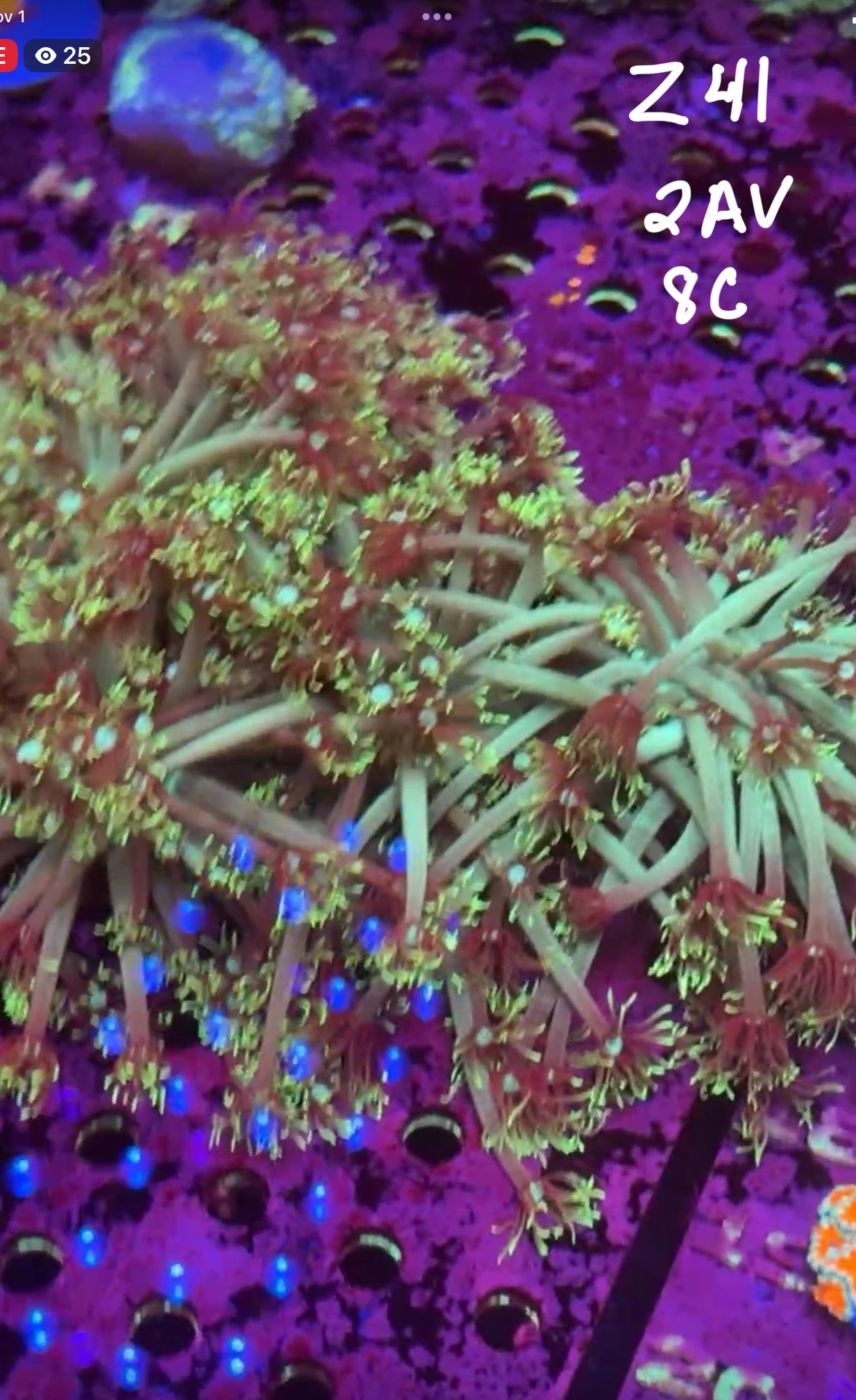 Facebook Live Auction 11/1