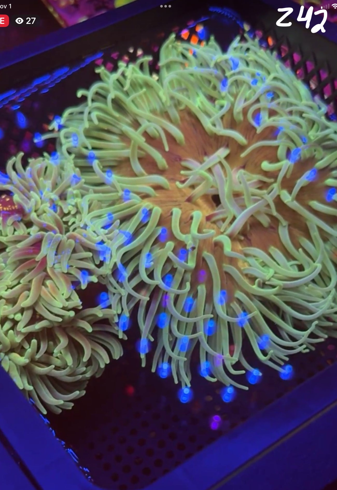 Facebook Live Auction 11/1