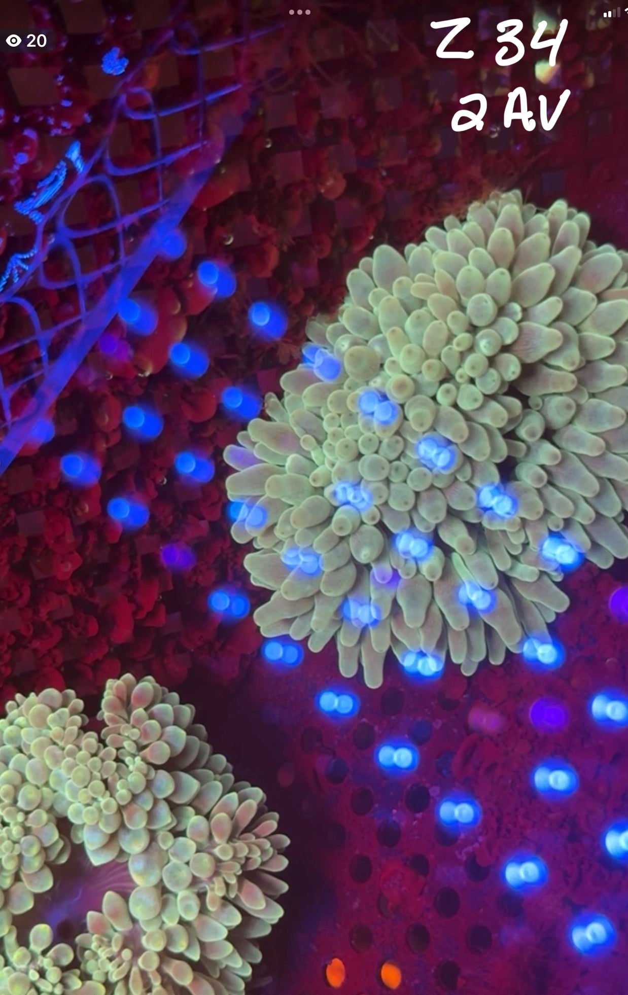 Facebook Live Auction 11/1