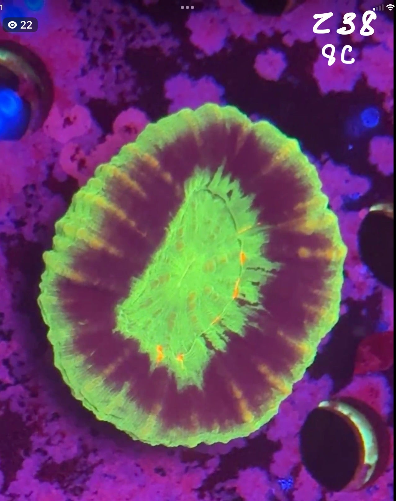 Facebook Live Auction 11/1