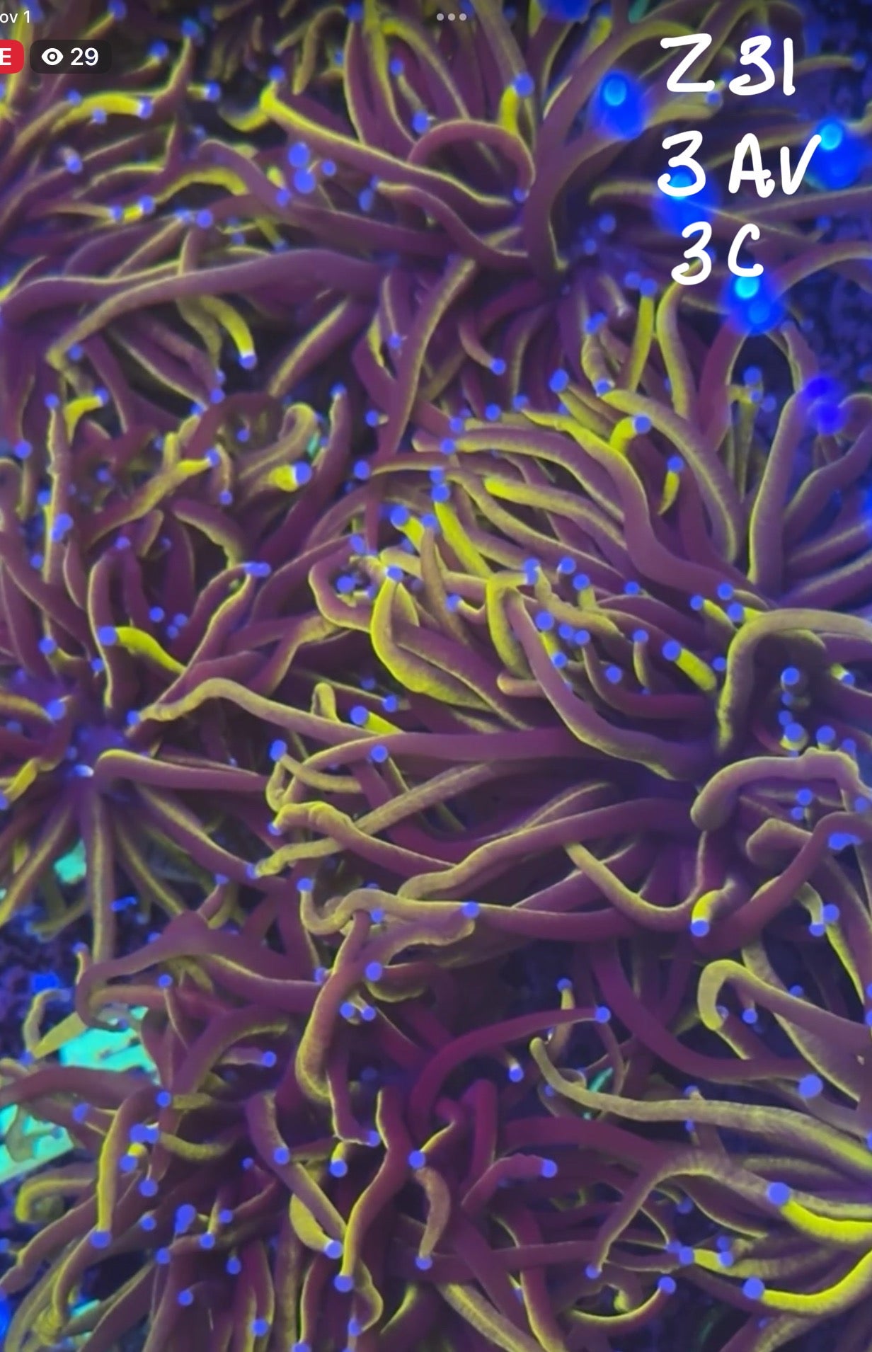 Alex Skaggs 11/1 Facebook Live Auction