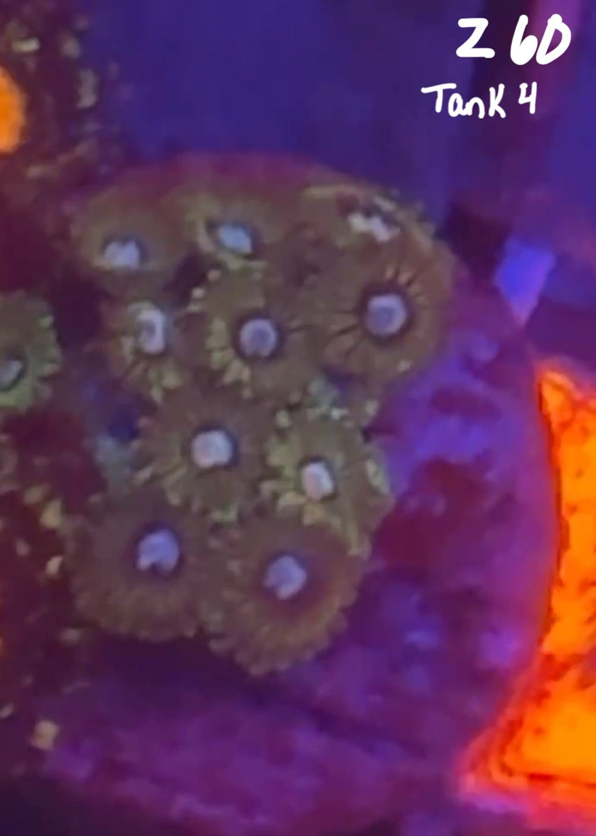 Facebook Live Auction 11/1