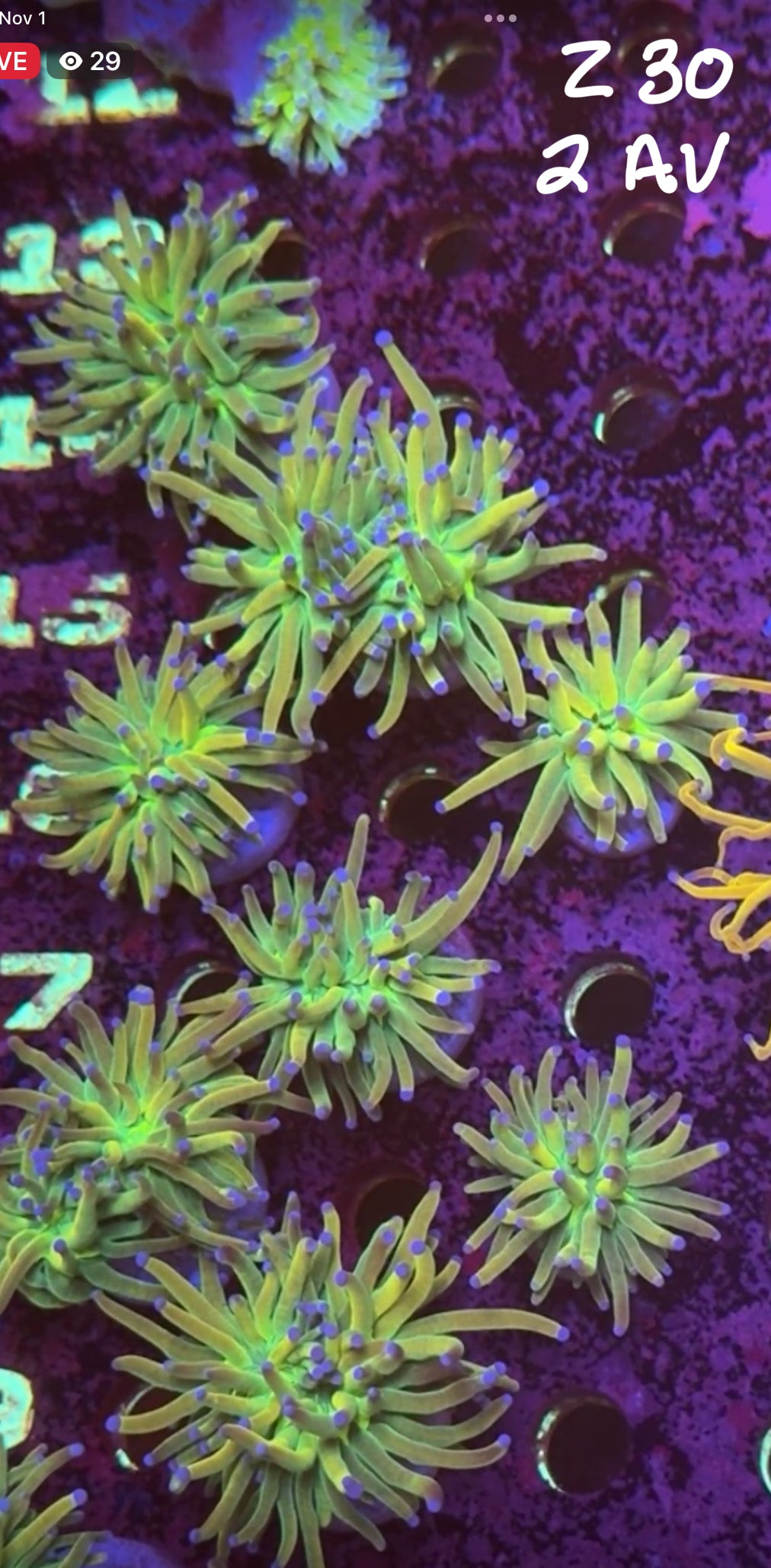 Facebook Live Auction 11/1