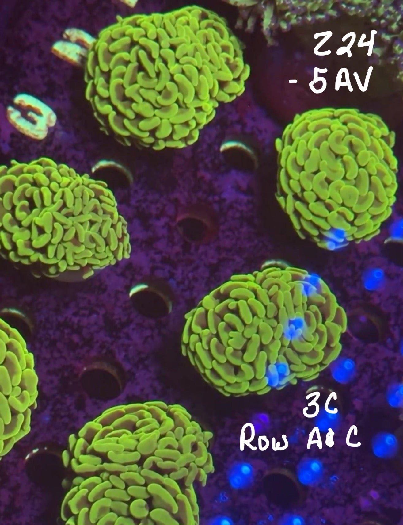 Facebook Live Auction 11/1