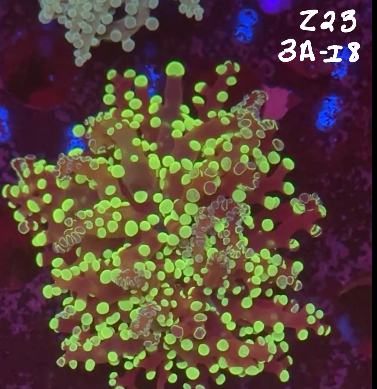 Facebook Live Auction 11/1