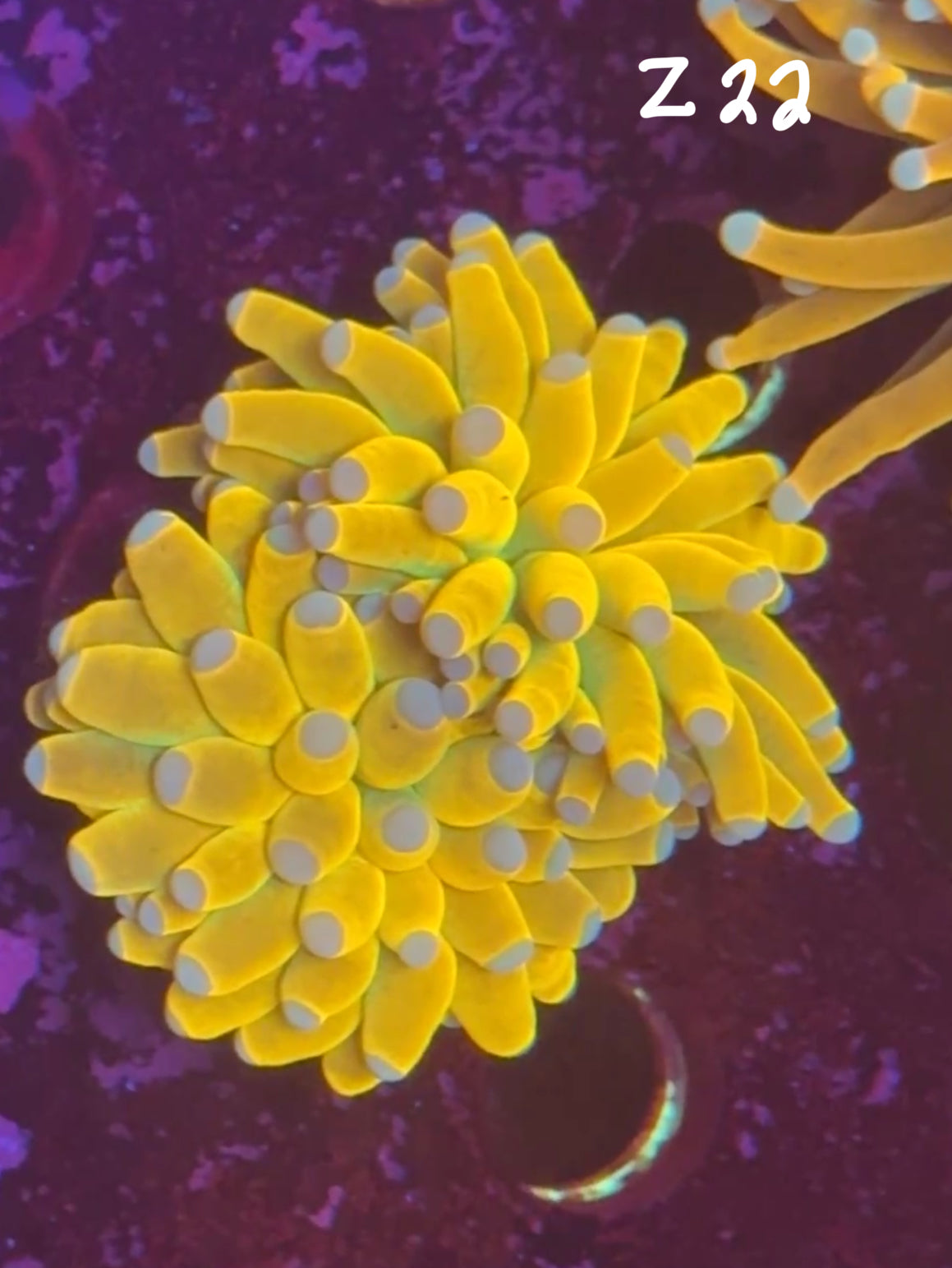 Facebook Live Auction 11/1