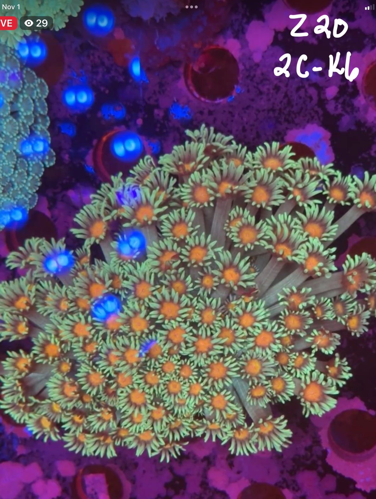 Facebook Live Auction 11/1