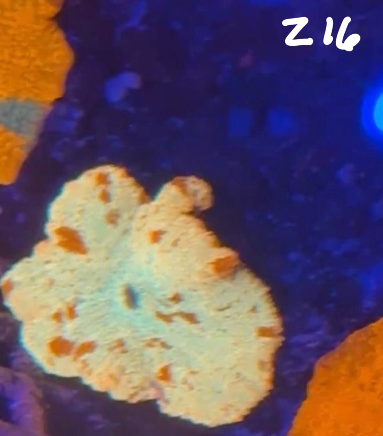 Facebook Live Auction 11/1