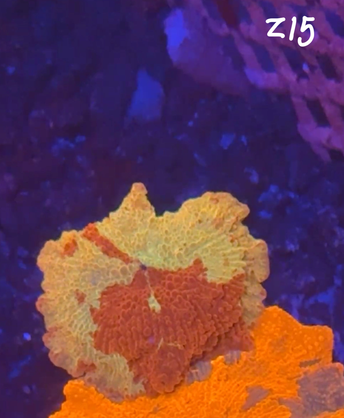 Facebook Live Auction 11/1