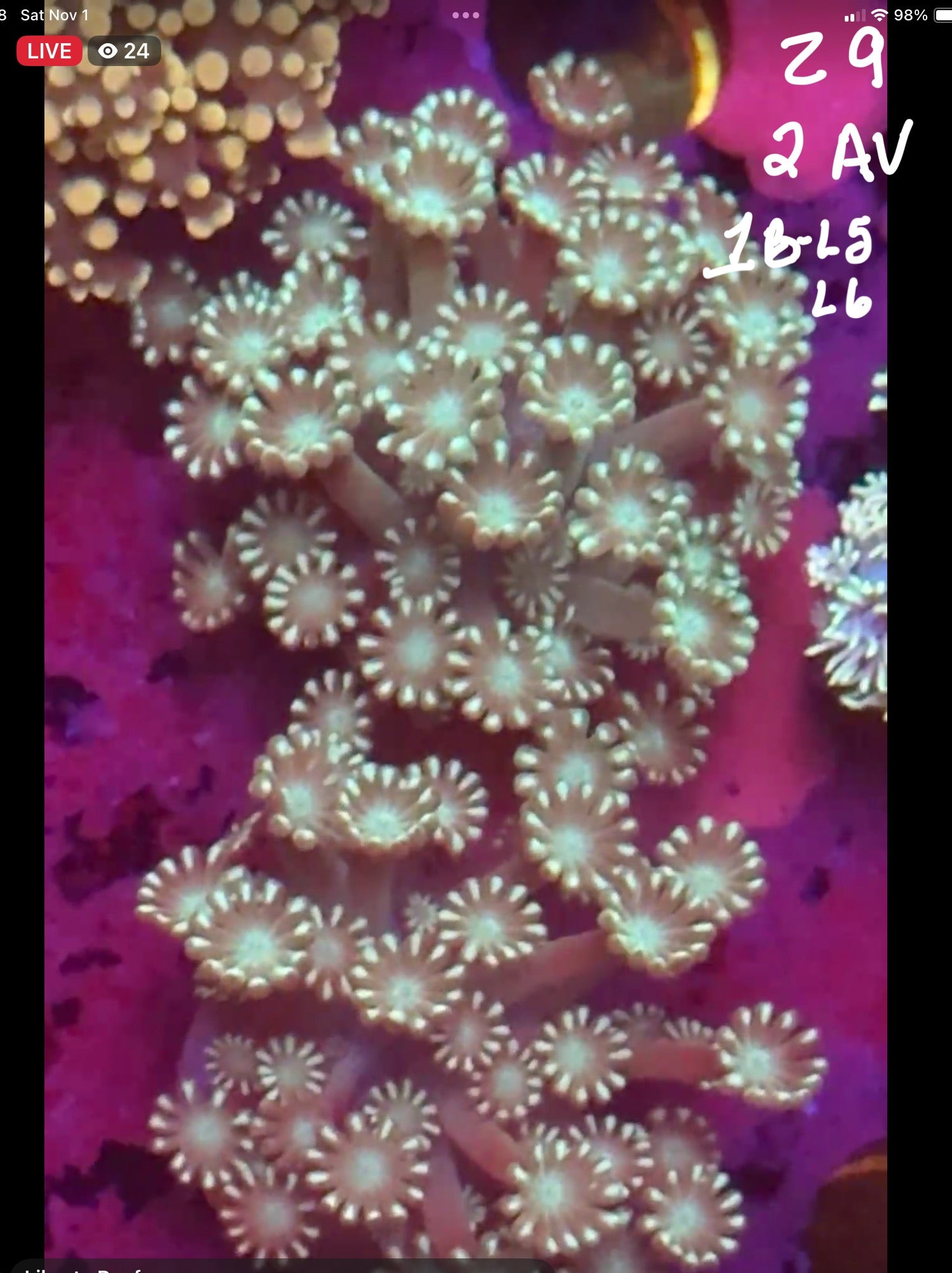 Facebook Live Auction 11/1