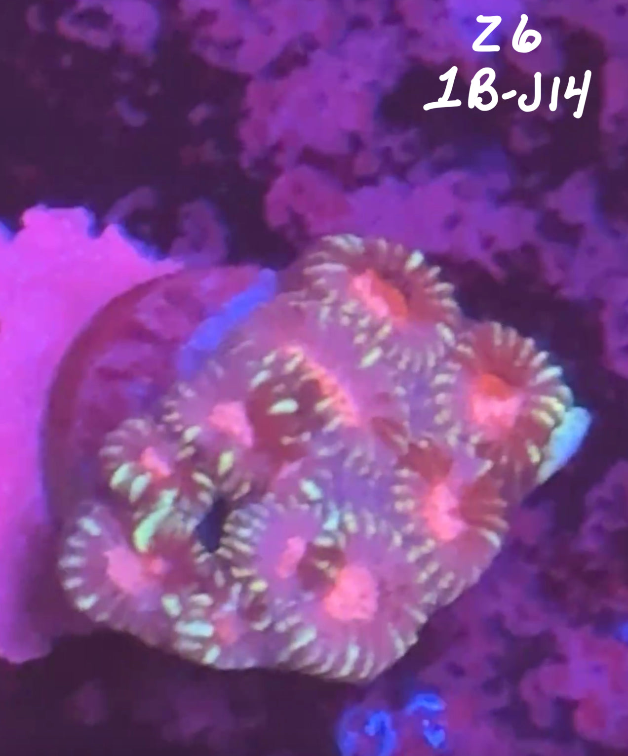 Facebook Live Auction 11/1