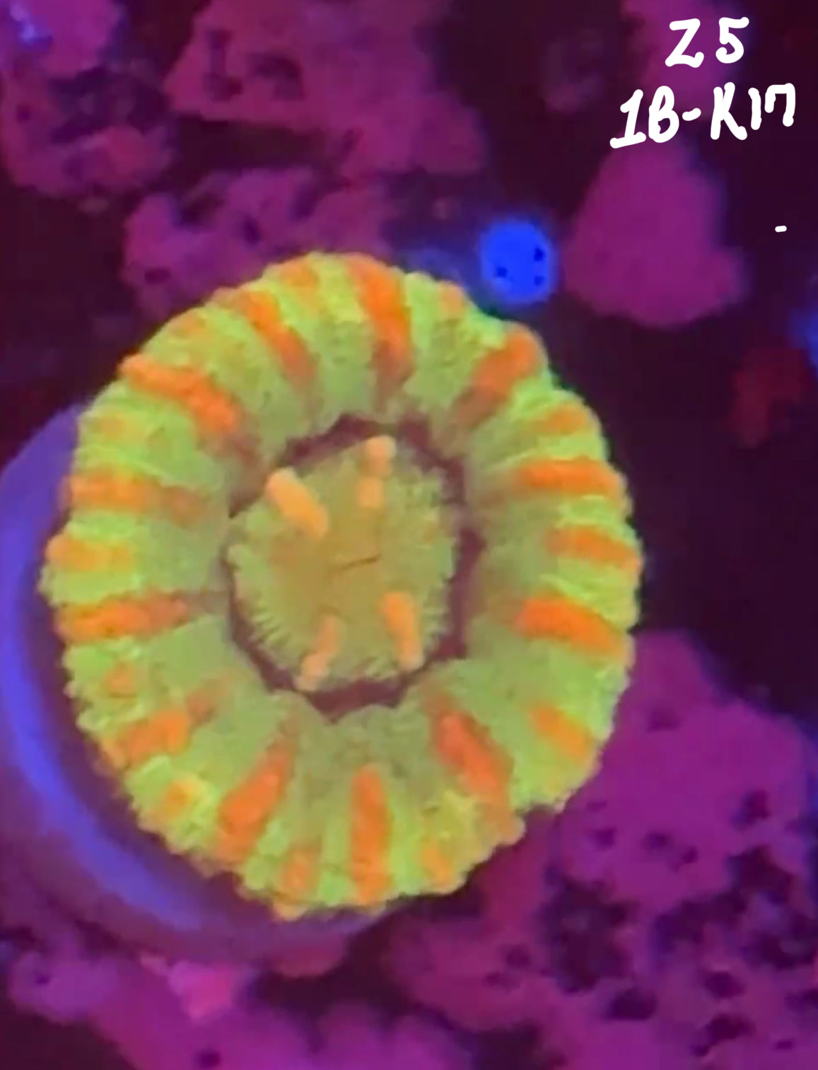 Facebook Live Auction 11/1