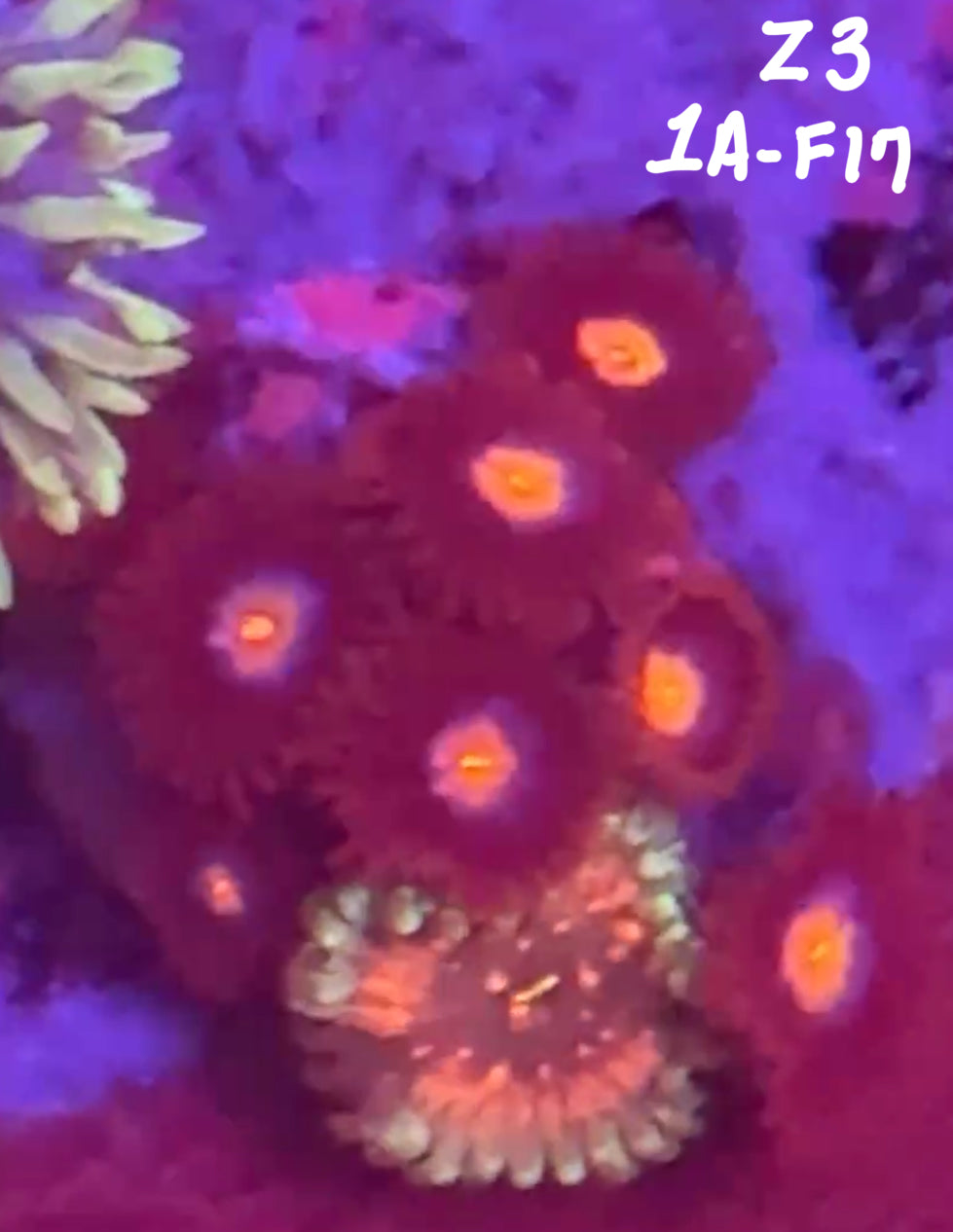 Facebook Live Auction 11/1