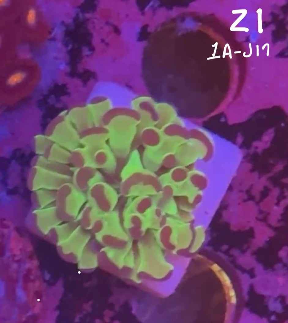 Facebook Live Auction 11/1