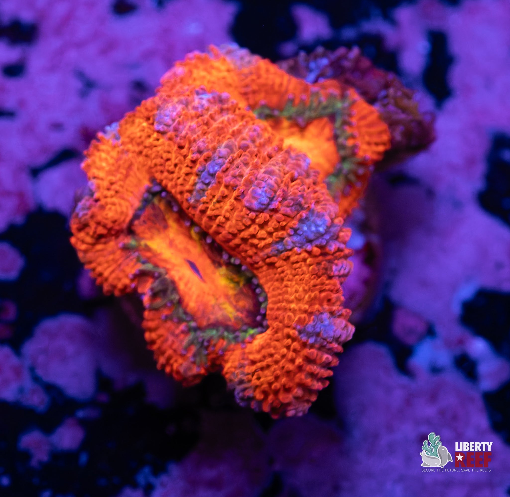 Rainbow Acan