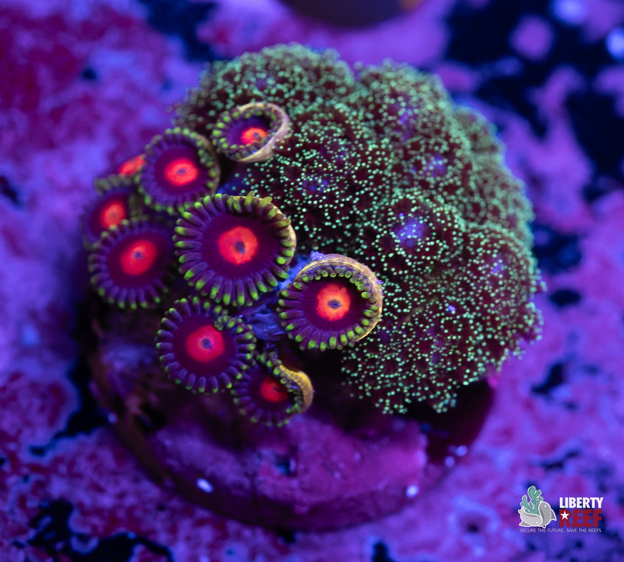 Snow White / Pocillopora Combo Frag