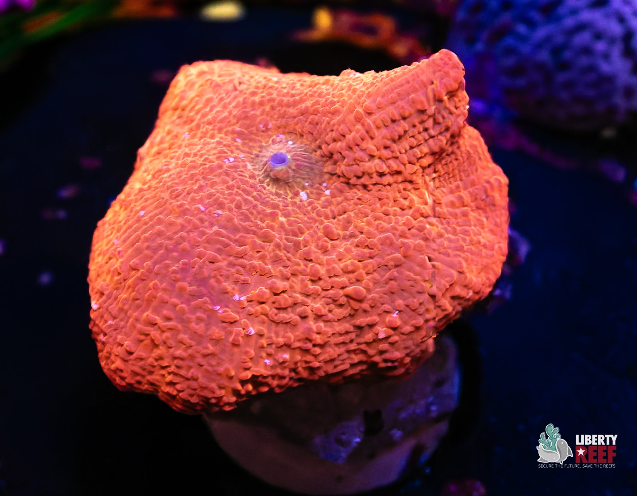 Blood Orange Mushroom