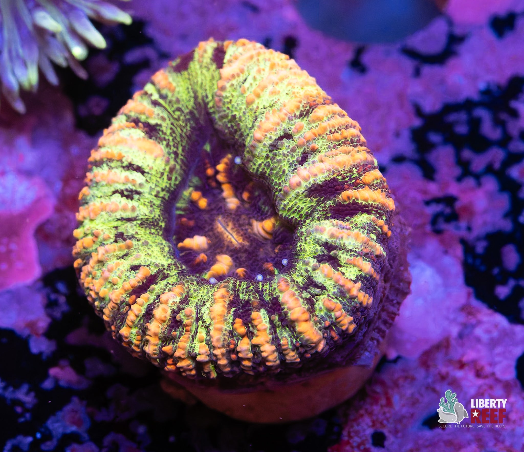 Lemon Lime Button Scoly