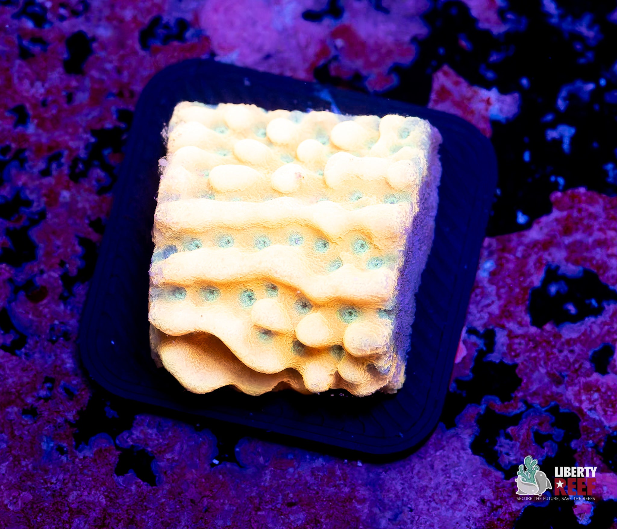 Beach Bum Montipora
