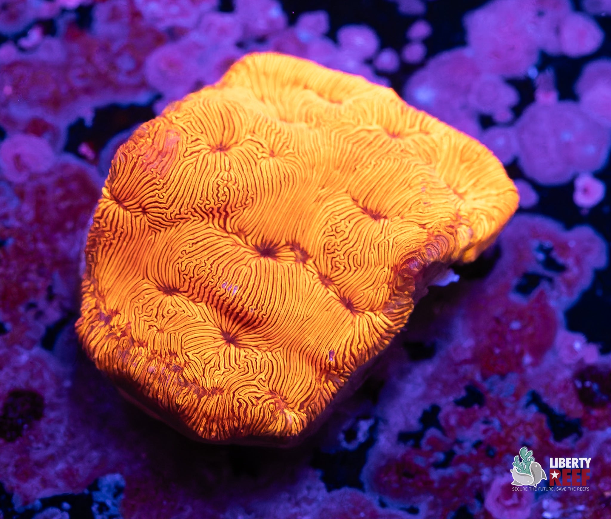 Sunburst Maze Coral