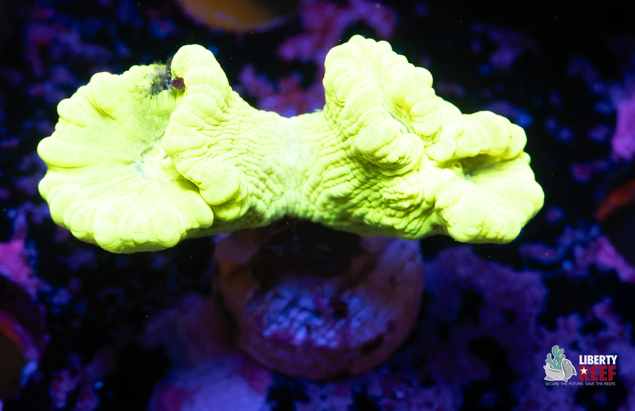 Kryptonite Candy Cane