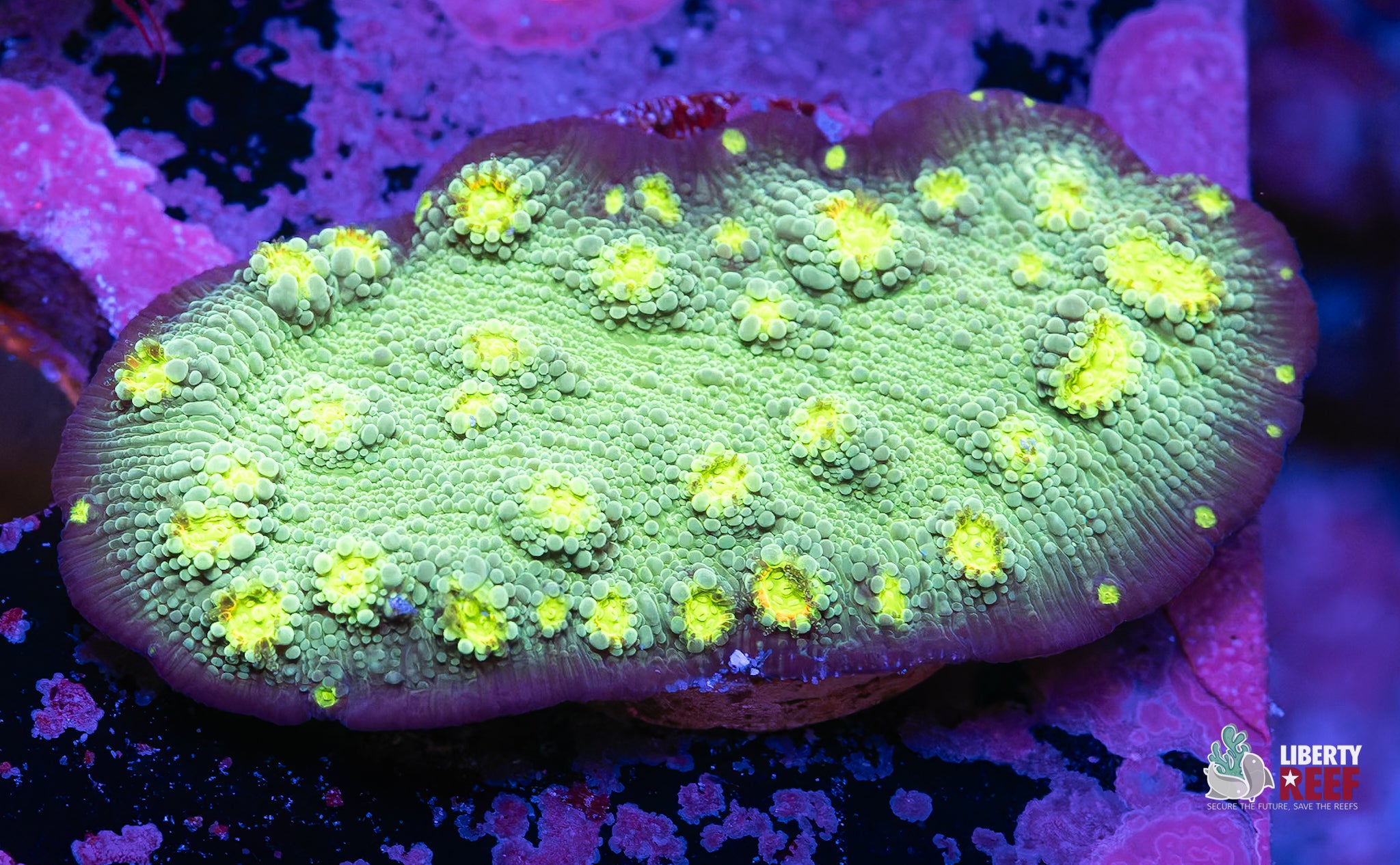 Hollywood Stunner Chalice