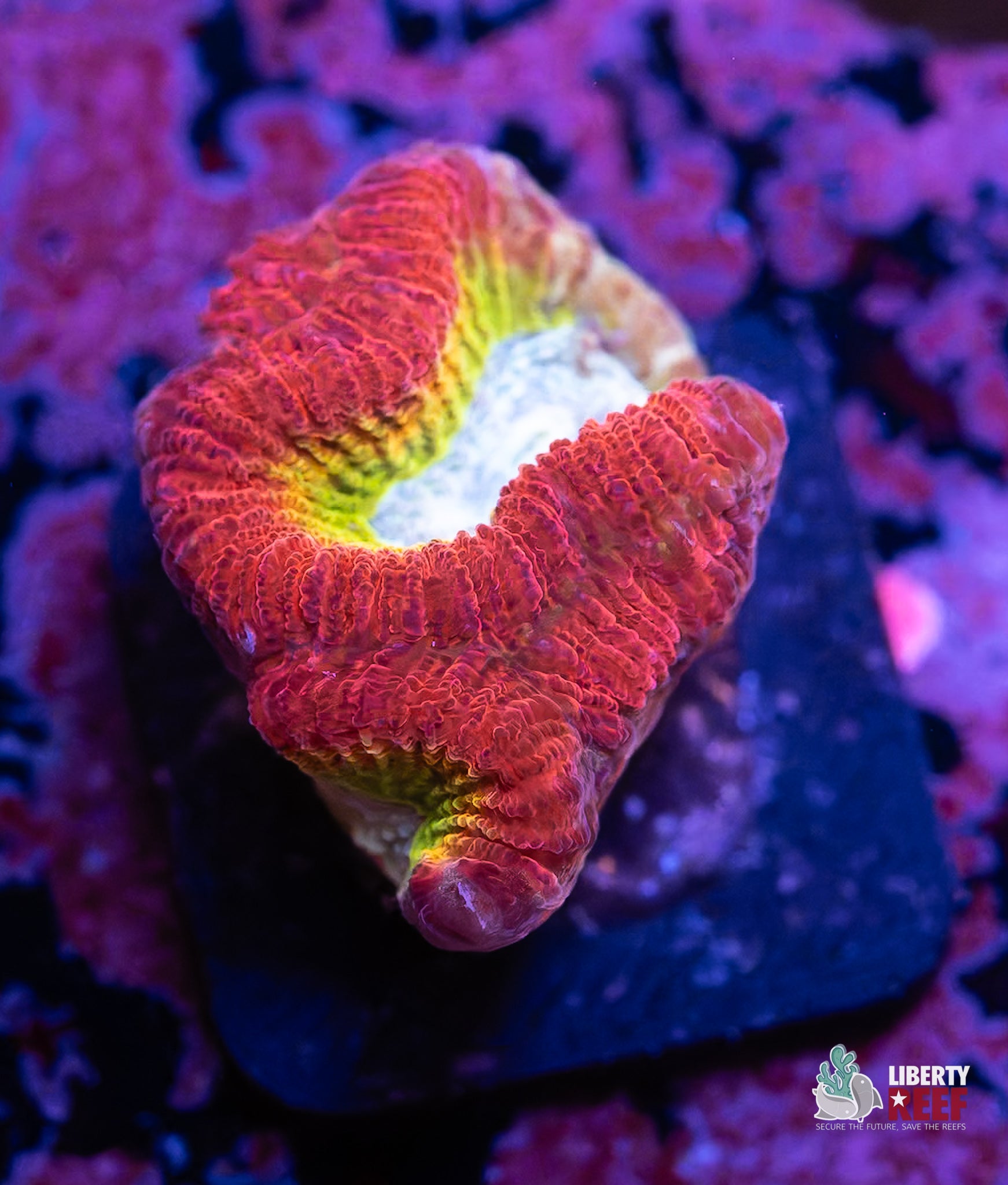 Iron Man Wilsoni Frag