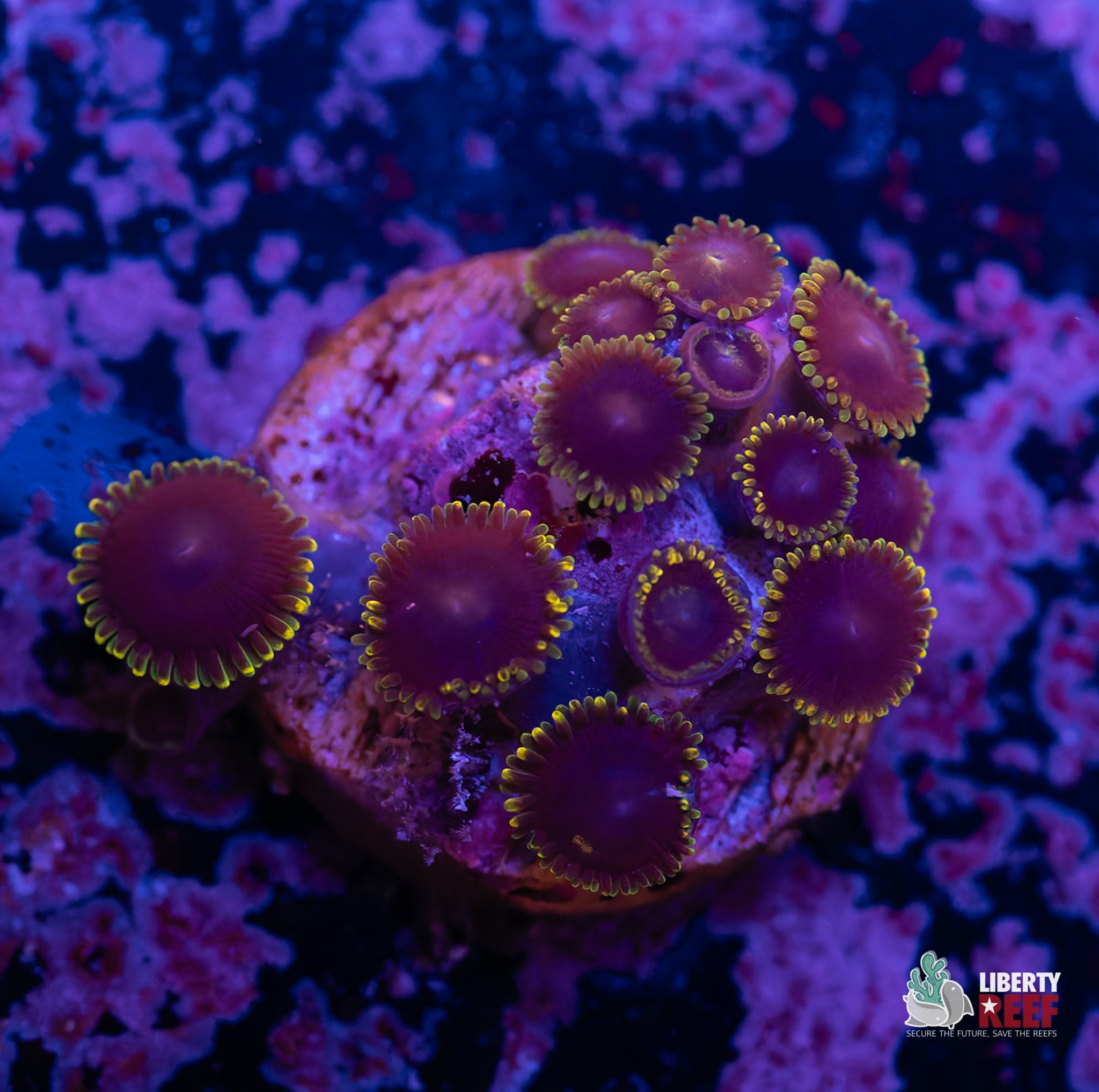 WWC Purple Heart Zoas