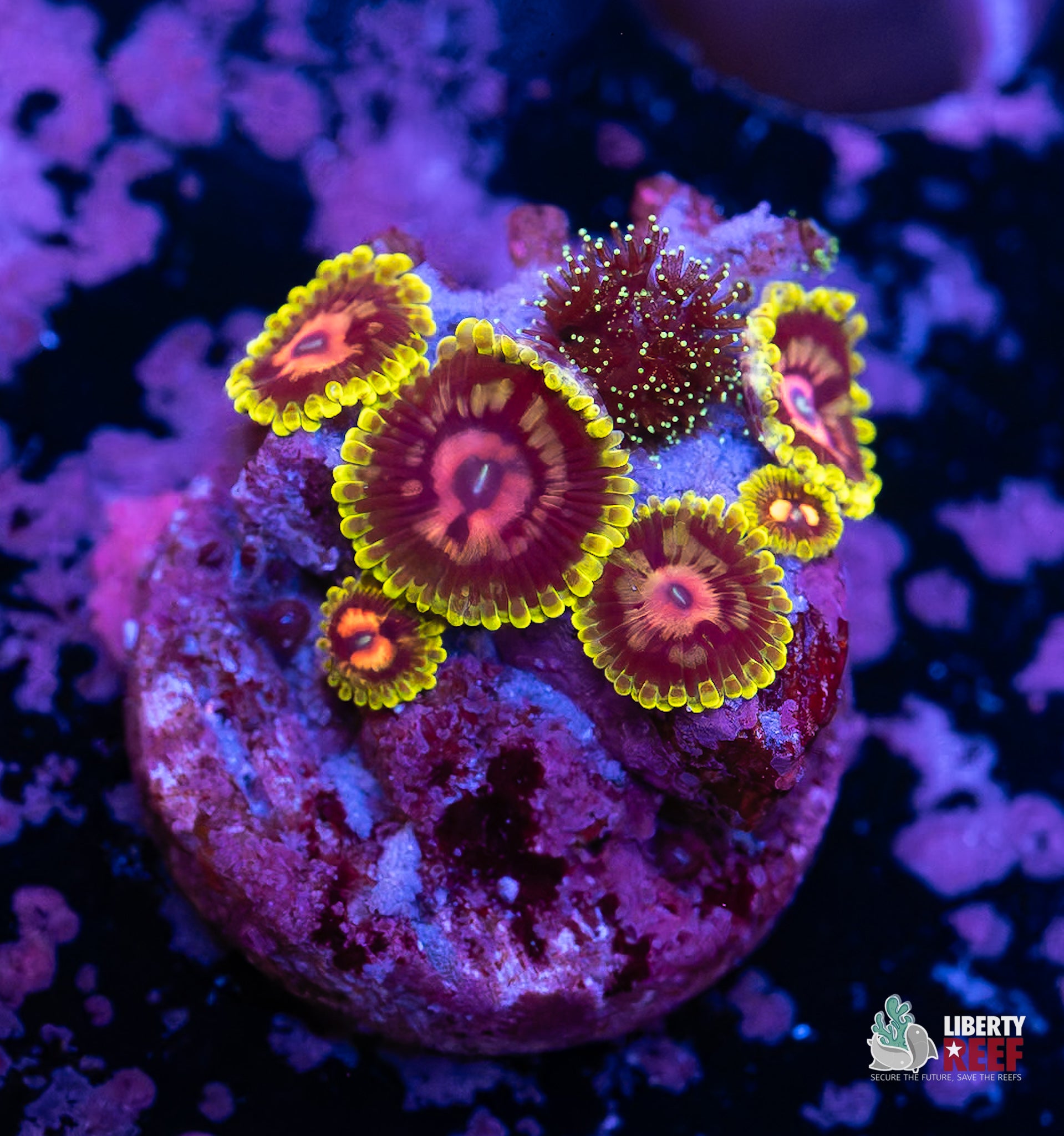 Scarlett Fever Zoas