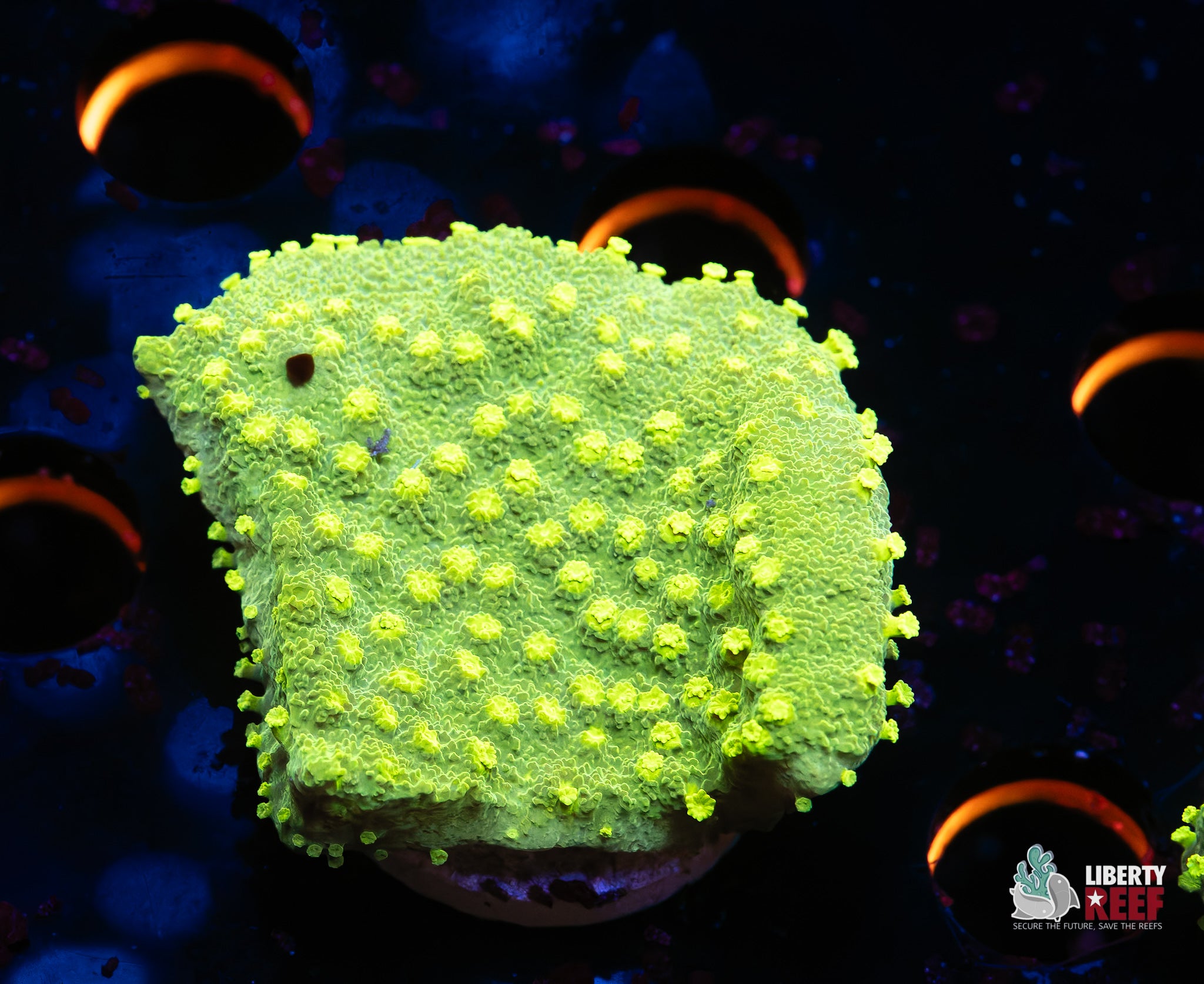 Lemon Lime Cyphastrea