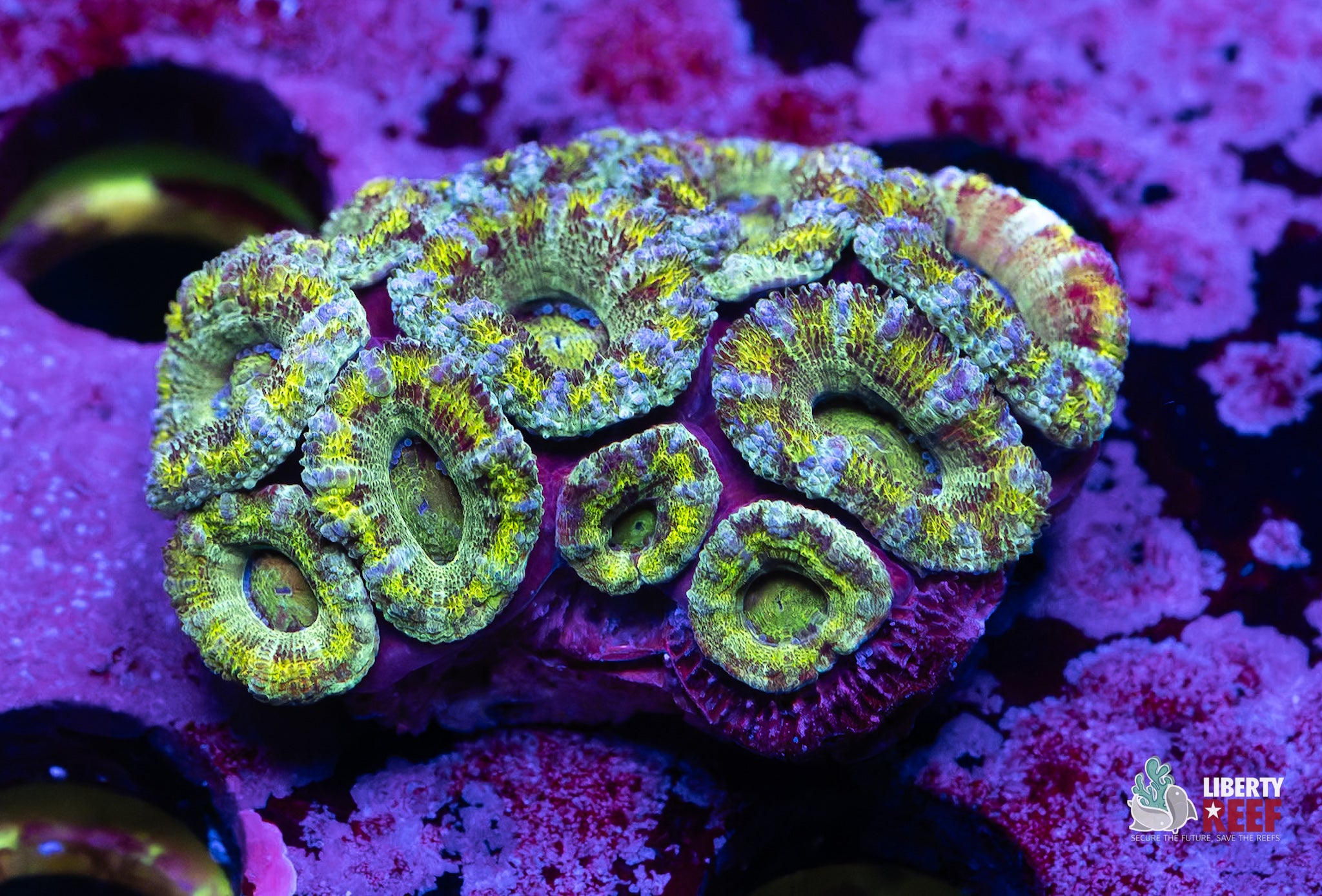 Blue Stitch Acan