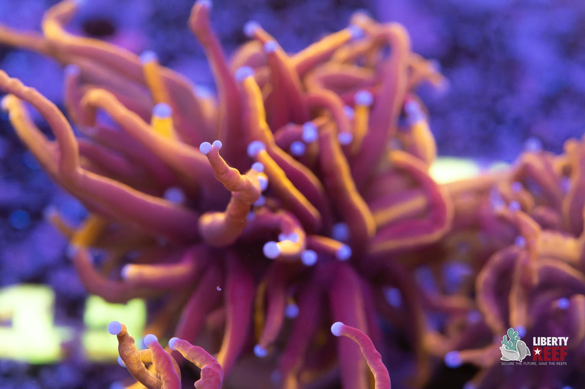 Double Wolverine Torch