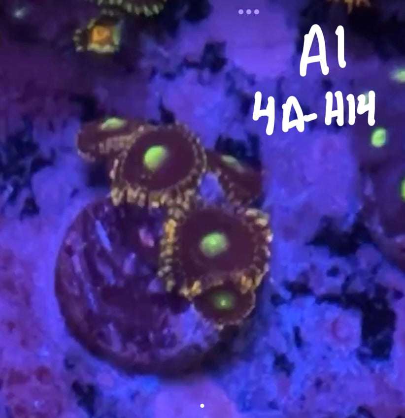 11/8 Facebook Live Auction