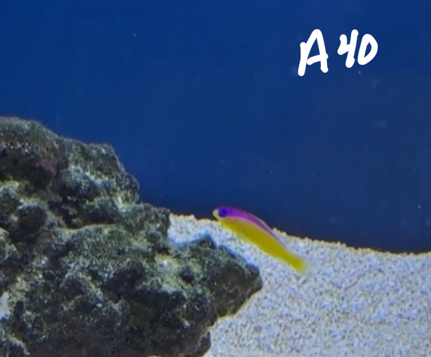 Sam Naumann 11/8 Facebook Live Auction