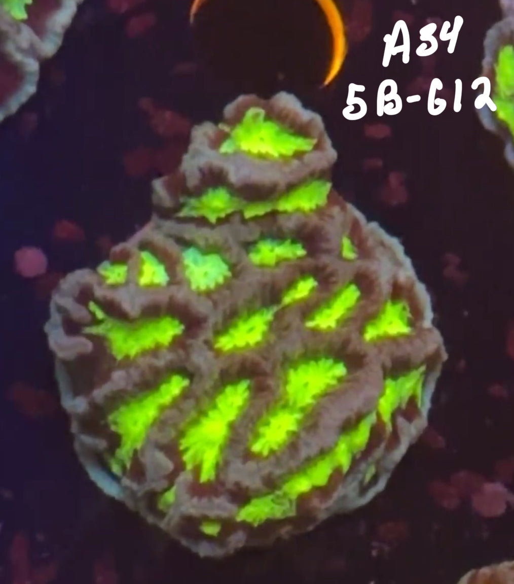 Sam Naumann 11/8 Facebook Live Auction