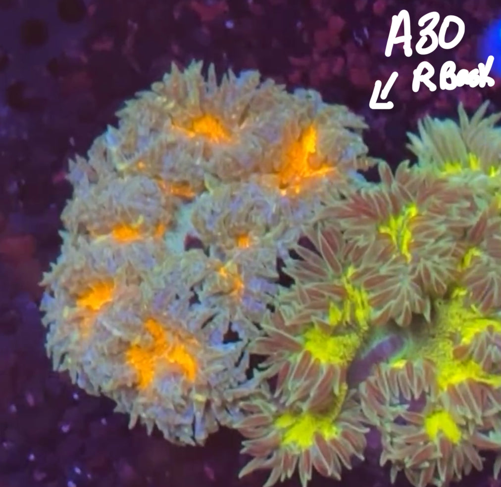 Tim Kincaid 11/8 Facebook Live Auction