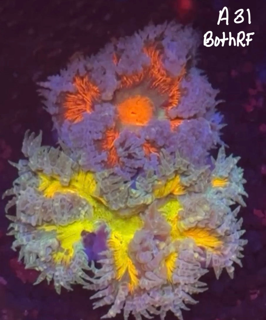 Karen Ritner 11/8 Facebook Live Auction