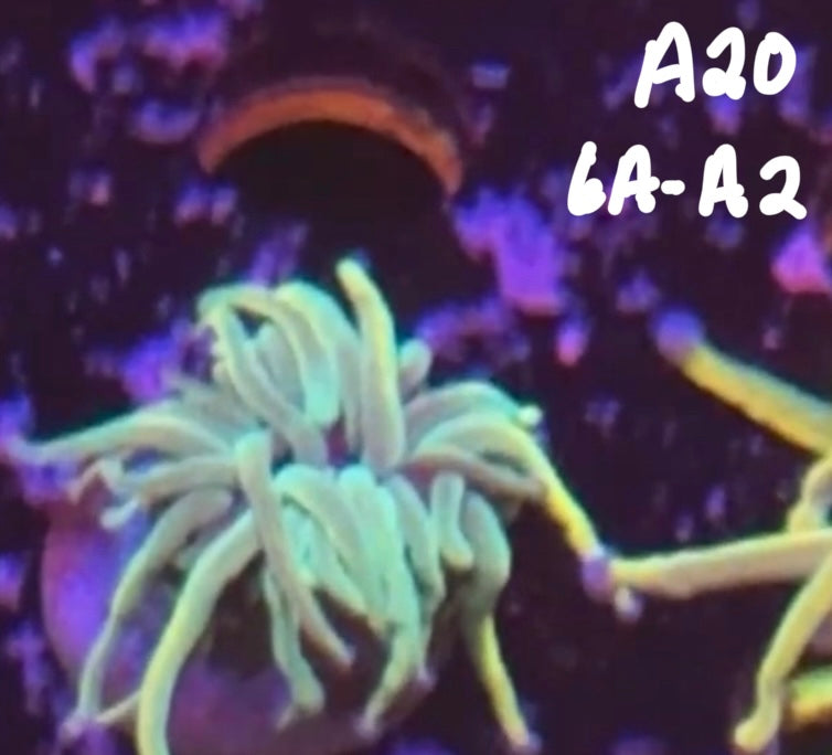 Alex Skaggs 11/8 Facebook Live Auction