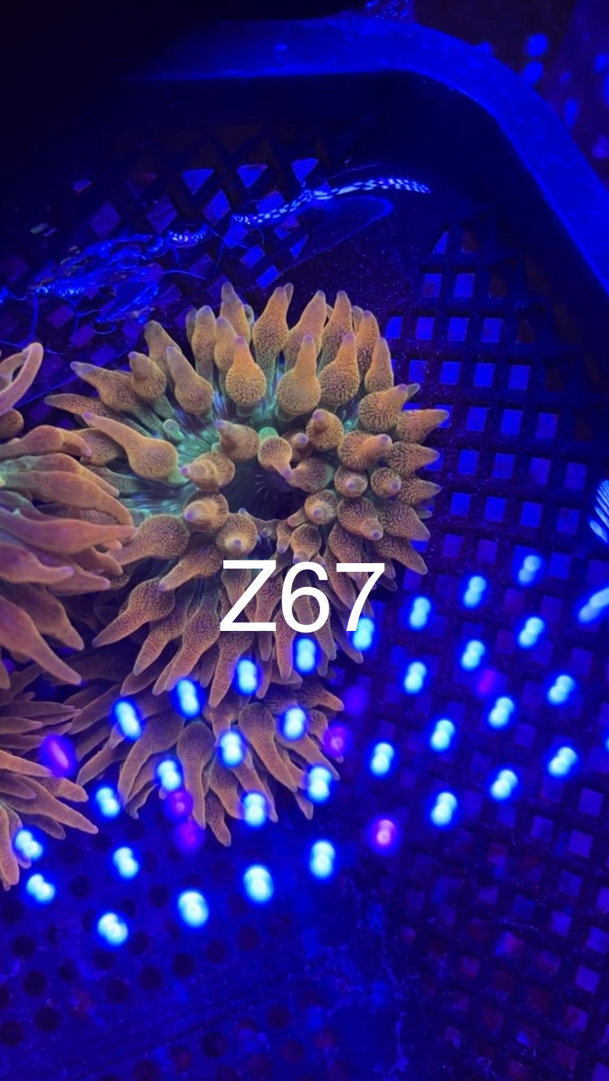 8/1 Live Facebook Auction