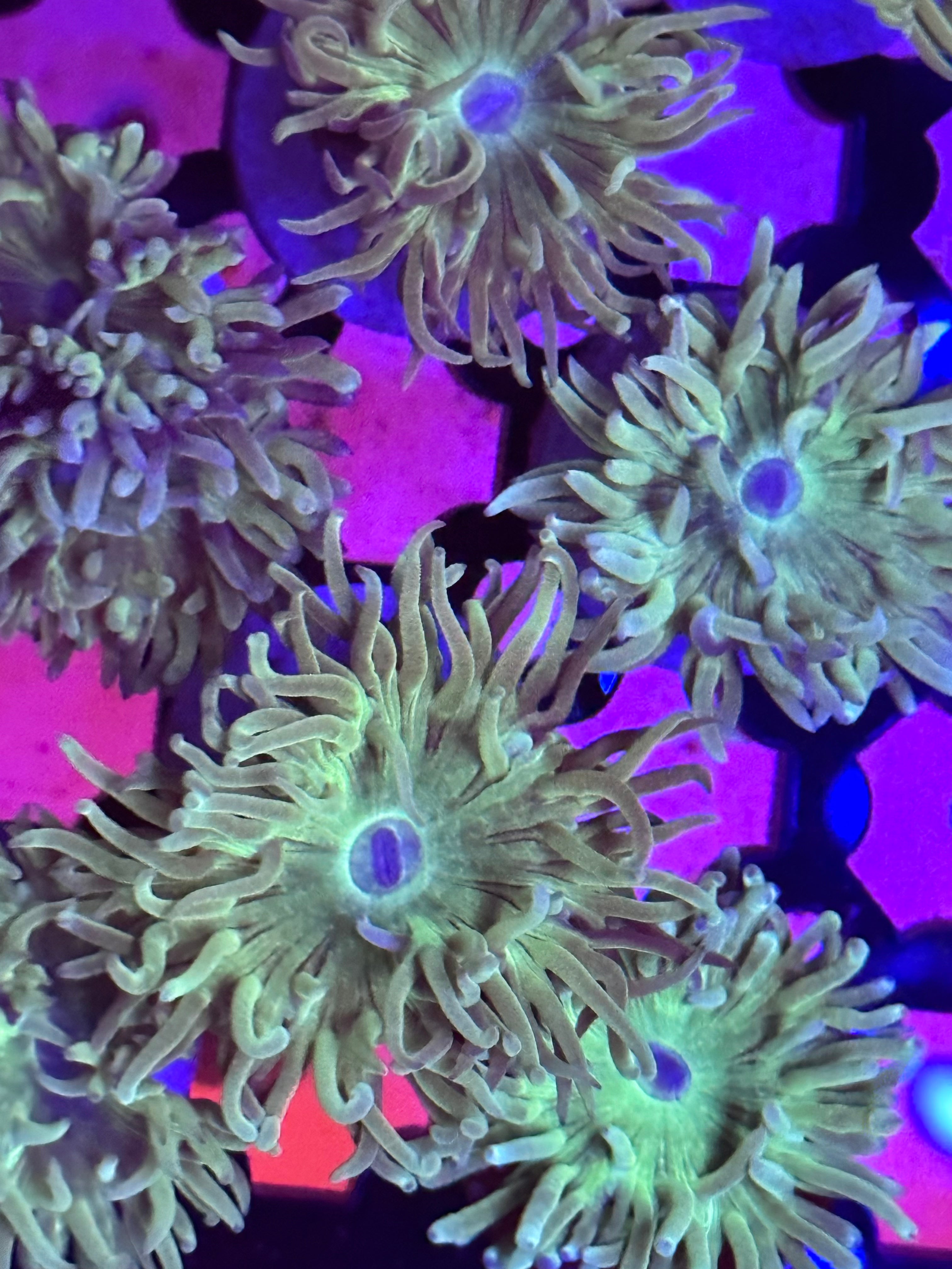 Green Duncan (Multi-Polyp)