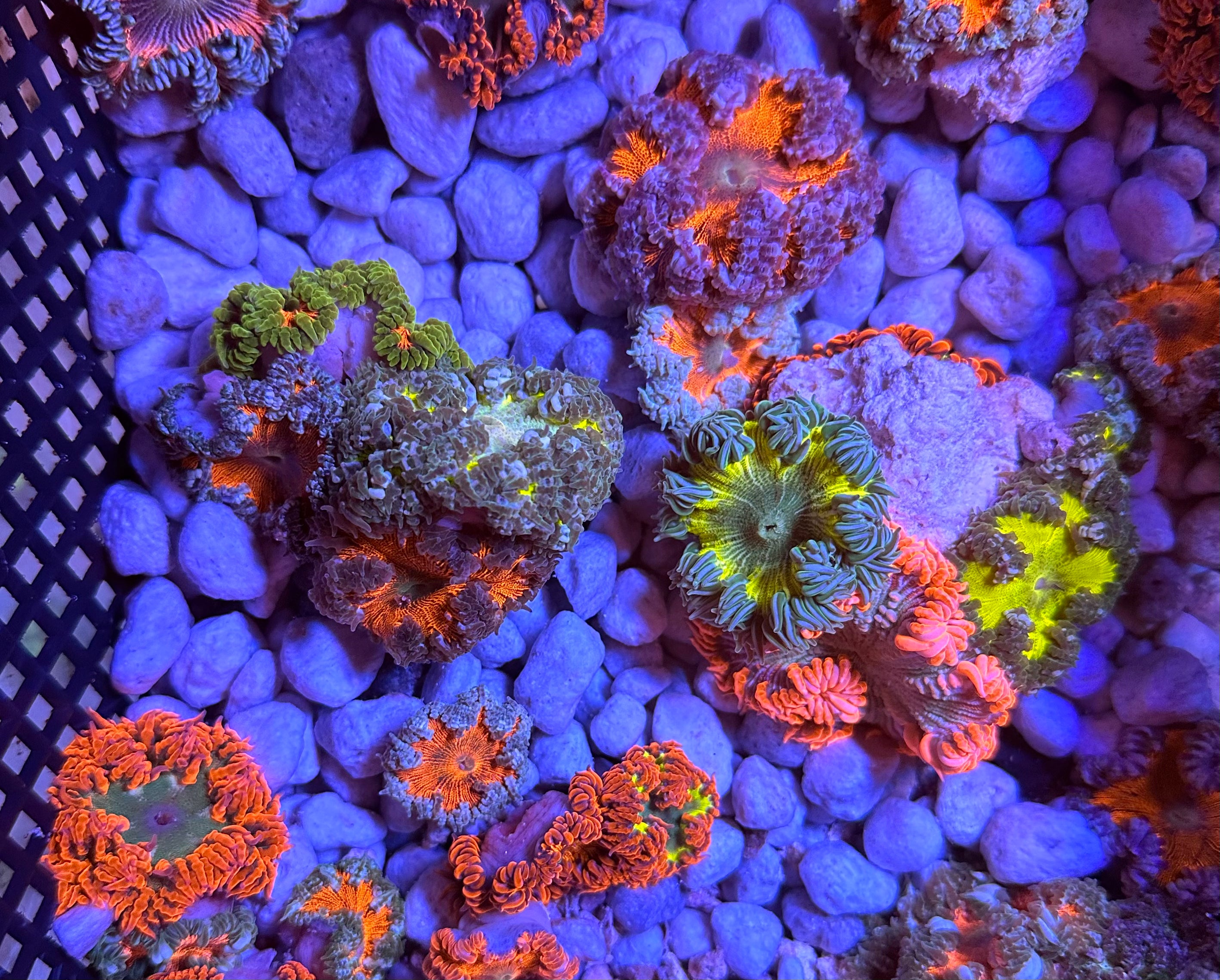 Rock Flower Anemone 4-Pack