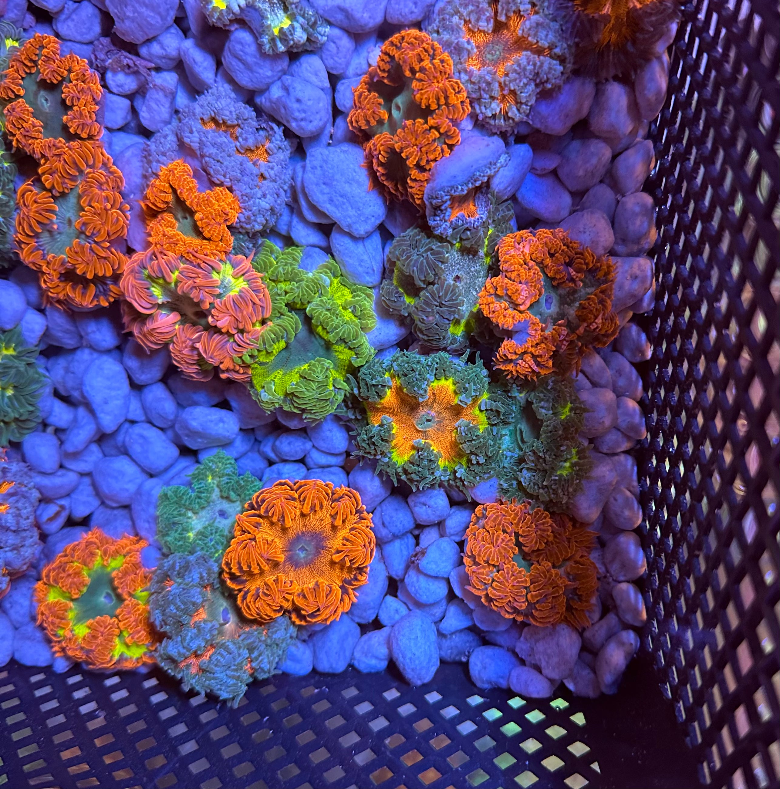 Rock Flower Anemone 4-Pack