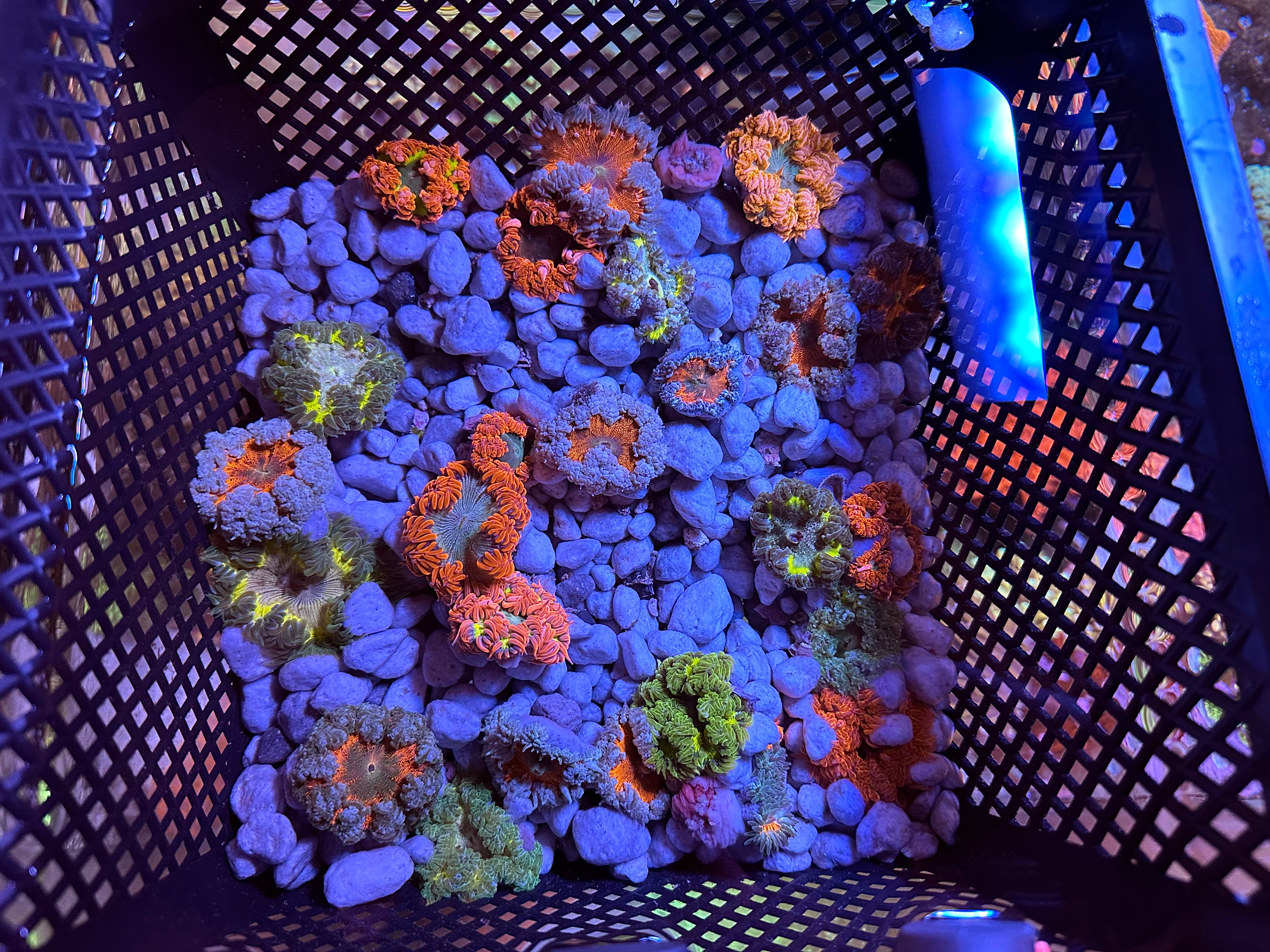 Rock Flower Anemone 8-Pack