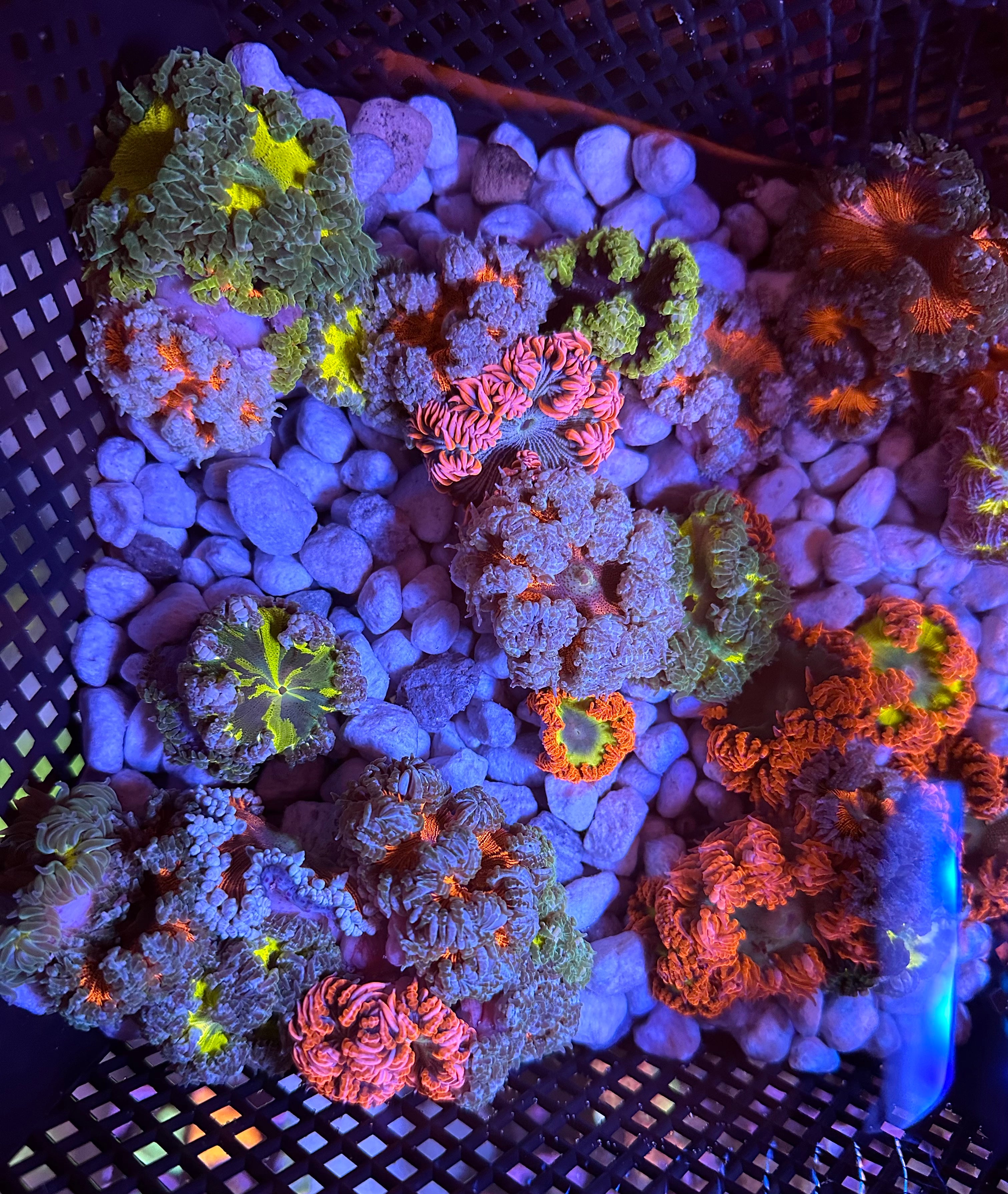 Rock Flower Anemone 4-Pack